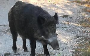 Κλουβιά, Θεσσαλονίκης, klouvia, thessalonikis