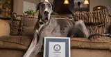 Αυτός, Great Dane, Video, Photos,aftos, Great Dane, Video, Photos