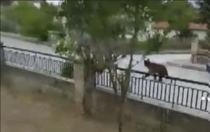 Αρκούδα, Κοζάνη… VIDEO, arkouda, kozani… VIDEO