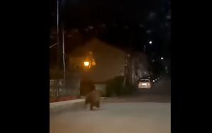 Αρκούδα, Φλώρινας…VIDEO, arkouda, florinas…VIDEO
