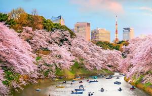 Ιαπωνία, Πρόωρη, Sakura, iaponia, proori, Sakura