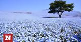 Ολάνθιστο, Hitachi Seaside Park, Τόκιο,olanthisto, Hitachi Seaside Park, tokio