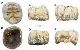 Δοντάκι 130 000, Ντενισόβιοι, Λάος,dontaki 130 000, ntenisovioi, laos