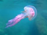 Pelagia Noctiluca,