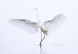 Natura 2000, Rare,Greek, WWF