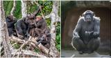 Οι απρόσμενα σύνθετες γλωσσικές ικανότητες των χιμπατζήδων,