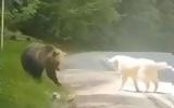 Σκύλος, Μέτσοβο, VIDEO,skylos, metsovo, VIDEO