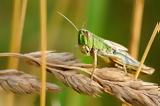 Locusts,Rhodope