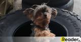 Chewy,