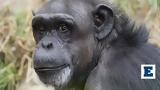 Ένας χιμπατζής που «μπλέχτηκε» στις ζωές μας και το πλήρωσε με την δική του…,