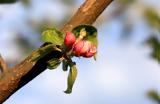 Μηλιά, Προσβολές, – Πότε,milia, prosvoles, – pote