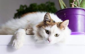 Η πρώτη περίπτωση γάτας που μόλυνε άνθρωπο με κορονοϊό με ένα… φτέρνισμα