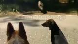 Επικίνδυνες, Λαμία…VIDEO,epikindynes, lamia…VIDEO