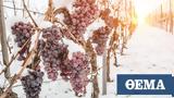 Τι είναι τα κρασιά τύπου «ice wine»;,