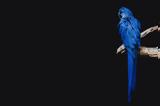 Spix Macaw, Εξαφανισμένοι, Βραζιλία,Spix Macaw, exafanismenoi, vrazilia