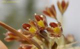 Allium Goumenissanum, Κιλκίς,Allium Goumenissanum, kilkis