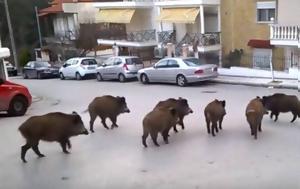 Αγριογούρουνα, Θεσσαλονίκη, Θρηνούμε, agriogourouna, thessaloniki, thrinoume