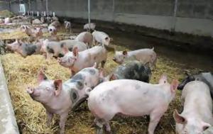 Η ανεπάρκεια των ζωοτροφών επηρεάζει αρνητικά την κτηνοτροφία