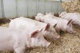 Οι ασθένειες των ζώων κίνδυνος για την παγκόσμια αγορά κρέατος,