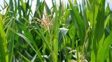 Έκθεση USDA,ekthesi USDA