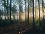 Forest Personality Test,TikTok