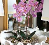 Orchid Flower, Χρώμα, Χρονιάς, 2022,Orchid Flower, chroma, chronias, 2022