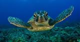 Caretta,Covid