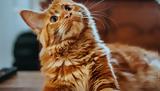 8 Αυγούστου, Σήμερα, Παγκόσμια Ημέρα Γάτας,8 avgoustou, simera, pagkosmia imera gatas