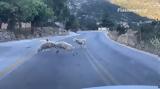 Κριάρια, Aπίστευτη, Σφακιά,kriaria, Apistefti, sfakia