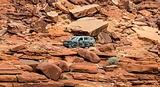 Honda, TrailSport,Pilot