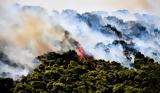 Φωτιά, Θάσο, Προφυλακίστηκε, 65χρονος,fotia, thaso, profylakistike, 65chronos