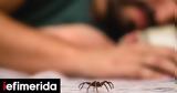 Νέα έρευνα: Οι αράχνες μπορεί να βλέπουν όνειρα όπως εμείς,