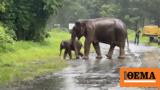 Elephant,“drives