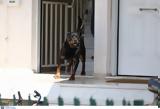 Με σπασμένο σπόνδυλο ανήλικος μετά από επίθεση σκύλου,