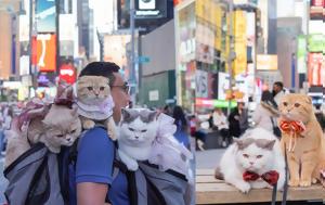 Ένα ζευγάρι ταξιδεύει όλο τον κόσμο με τρεις γάτες που κάνουν ζωάρα