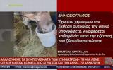 Γαϊδουράκι, Ζίτσα, Έφερε,gaidouraki, zitsa, efere