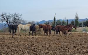 Υποχρεωτική, 21 Οκτώβρη, Ελλάδα, ypochreotiki, 21 oktovri, ellada