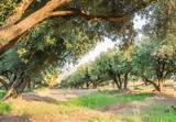 Κρήτη,kriti