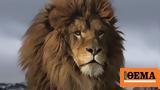 The 8 most unique lions in the world (video),