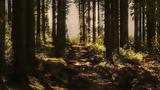 Smart Forest Innovation Challenge, Ξεκίνησε,Smart Forest Innovation Challenge, xekinise