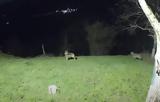 Λύκοι, Ελάτη…VIDEO,lykoi, elati…VIDEO