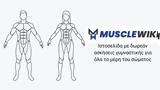 Muscle Wiki - Ιστοσελίδα,Muscle Wiki - istoselida