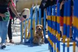 Athens Pet Festival, Χαμογελαστές, Αθήνας,Athens Pet Festival, chamogelastes, athinas