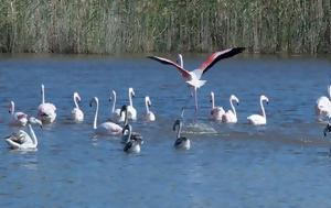 Εύβοια, … Φλαμίνγκο- Εντυπωσιακές, evvoia, … flamingko- entyposiakes