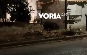 Βραδινή, Θέρμη…VIDEO, vradini, thermi…VIDEO