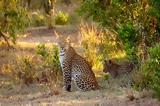 Εθνικό Πάρκο Μασάι Μάρα, Viasat Nature,ethniko parko masai mara, Viasat Nature