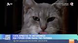 Απίστευτο, Γάτα,apistefto, gata
