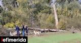 Τραγωδία, Λάρισα, Δέντρο,tragodia, larisa, dentro