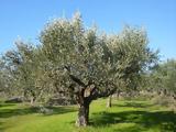 Χανιά – Βρέθηκε,chania – vrethike