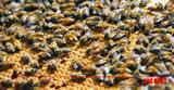 Μελισσοκομία, Κινδυνεύει,melissokomia, kindynevei